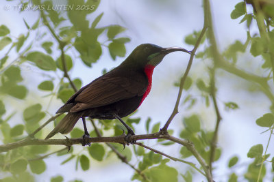 Roodborsthoningzuiger - Scarlet-chested Sunbird - Chalcomitra senegalensis