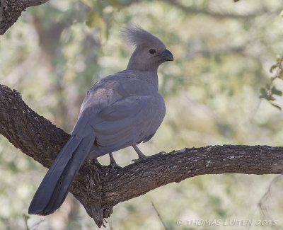 Vale Toerako - Grey Go-away-bird - Corythaixoides concolor