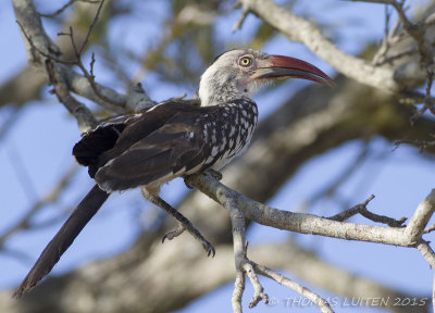 Roodsnaveltok - Red-billed Hornbill - Tockus erythrorhynchus