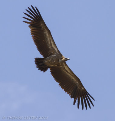 Witruggier - White-backed Vulture - Gyps africanus