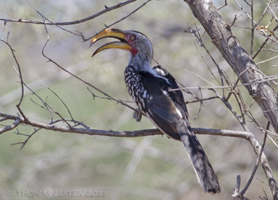 Zuidelijke Geelsnaveltok - Southern Yellow-billed Hornbill - Tockus leucomelas