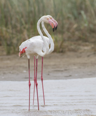 Flamingo - Greater Flamingo - Phoenicopterus ruber