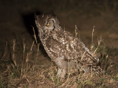 Afrikaanse Oehoe - Spotted Eagle Owl - Bubo africanus