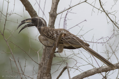 Grijze Tok - African Grey Hornbill - Tockus nasutus
