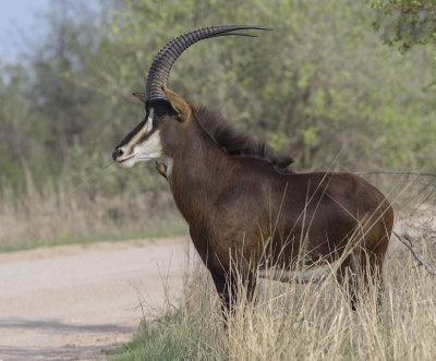 Sabelantilope - Sable Antelope - Hippotragus niger