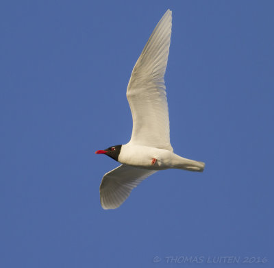 Zwartkopmeeuw - Mediterranean Gull