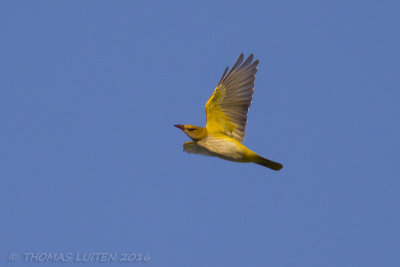 Wielewaal - Eurasian Golden Oriole