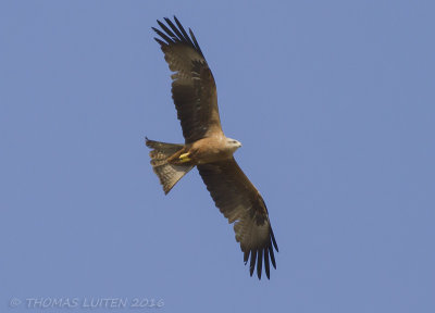 Zwarte Wouw (Milvus migrans)