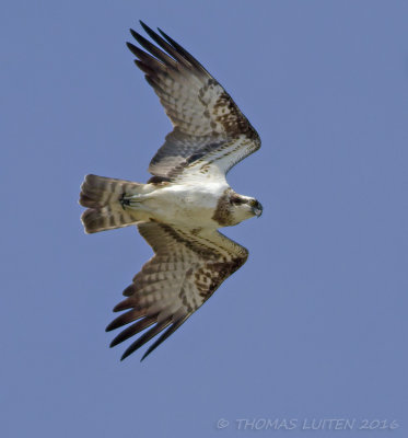 Visarend - Osprey