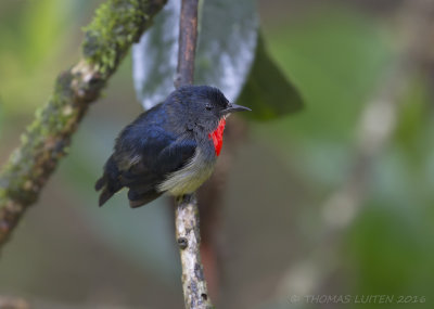 Black-sided Flowerpecker - Borneo-honingvogel - Dicaeum monticolum