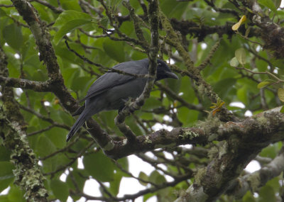 Zwartmaskerrupsvogel - Sunda Cuckoo-shrike - Coracina larvata
