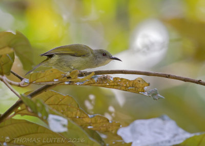 Plain Sunbird - Olijfgrijze Honingzuiger - Anthreptes simplex