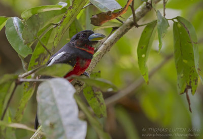 Zwart-rode Hapvogel - Black-and-Red Broadbill - Cymbirhynchus macrorhynchos