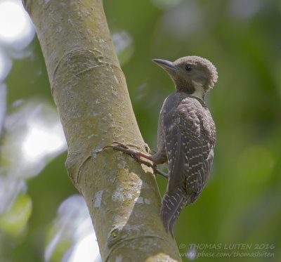 Buff-necked Woodpecker - Tukkispecht - Meiglyptes tukki
