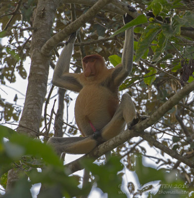 Proboscis Monkey - Neusaap - Nasalis larvatus