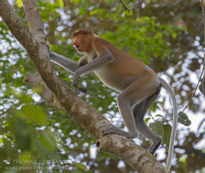 Proboscis Monkey - Neusaap - Nasalis larvatus