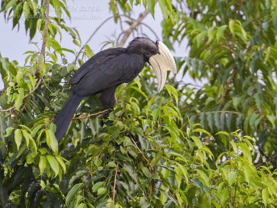 Black Hornbill - Zwarte Neushoornvogel - Anthracoceros malayanus