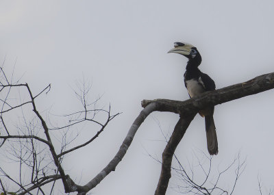 Oriental Pied Hornbill - Bonte Neushoornvogel - Anthracoceros albirostris