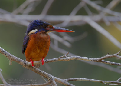 Blue-eared Kingfisher - Menintingijsvogel - Alcedo meninting