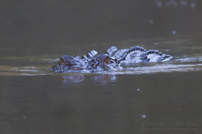 Saltwater Crocodile - Zeekrokodil - Crocodylus porosus