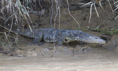 Asian Water Monitor - Indische Varaan - Varanus salvator