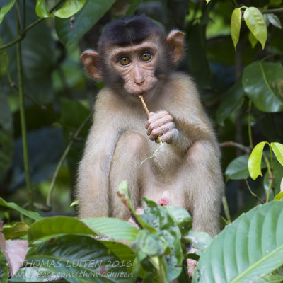 Southern Pig-tailed Macaque - Lampongaap - Macaca nemestrina