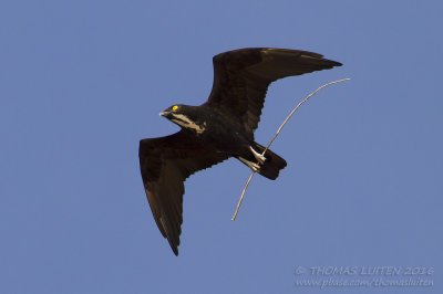 Bat Hawk - Vleermuiswouw - Macheiramphus alcinus