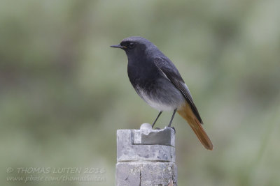 Zwarte Roodstaart - Black Redstart