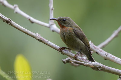Crimson Sunbird - Geelrughoningzuiger - Aethopyga siparaja