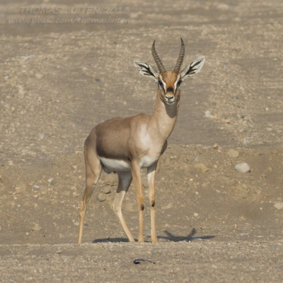 Mountain Gazelle - Berggazelle - Gazella gazella