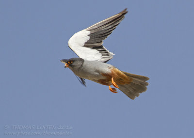 Amoervalk (Falco amurensis)