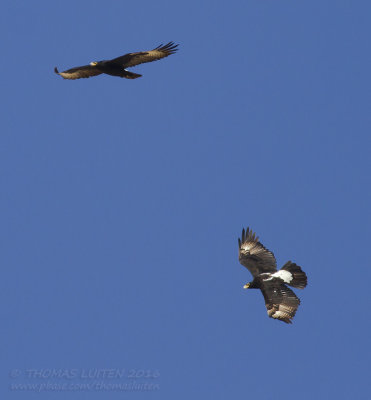 Verreaux's Eagle - Zwarte Arend - Aquila verreauxii