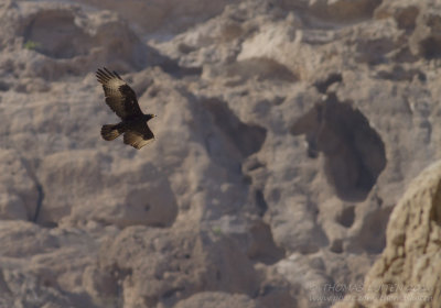 Verreaux's Eagle - Zwarte Arend - Aquila verreauxii