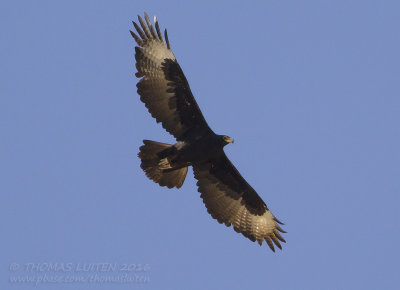 Verreauxs Eagle - Zwarte Arend - Aquila verreauxii
