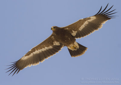 Steppe Eagle - Steppearend - Aquila nipalensis