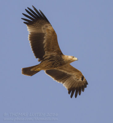 Eastern Imperial Eagle - Keizerarend - Aquila heliaca