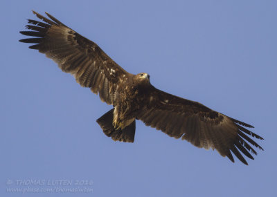 Greater Spotted Eagle - Bastaardarend - Clanga clanga
