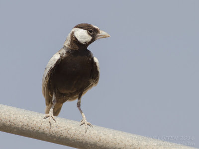 Black-crowned Finch Lark - Zwartkruinvinkleeuwerik - Eremopterix nigriceps