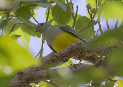 Bruce's Green Pigeon - Waaliapapegaaiduif - Treron waalia