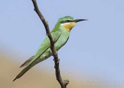 Blue-cheeked Bee-eater - Groene Bijeneter - Merops persicus