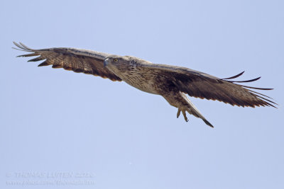 Bonelli's Eagle - Havikarend - Aquila fasciata