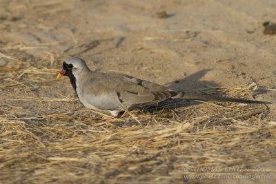 Namaque Dove - Maskerduif - Oena capensis