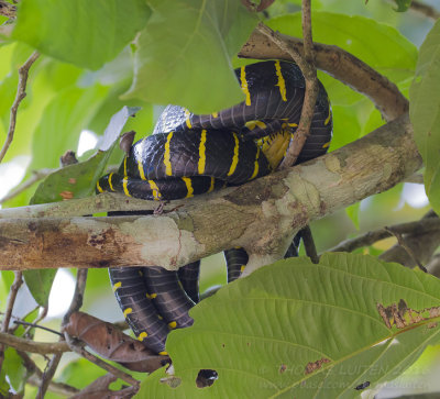 Gold-ringed Cat Snake - Mangrovennachtboomslang - Boiga dendrophila