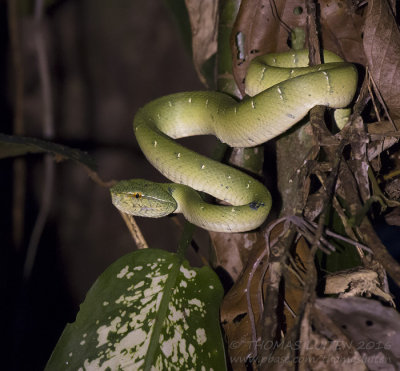Borneo Pit Viper - Trimeresurus borneensis