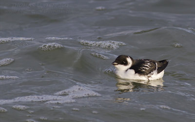 Kleine Alk - Little Auk - Alle alle