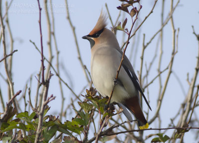 Pestvogel - Bohemian Waxwing - Bombycilla garrulus