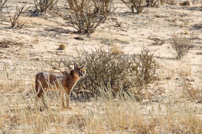 Kgalagadi 2015