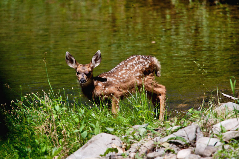 9355 Bambi