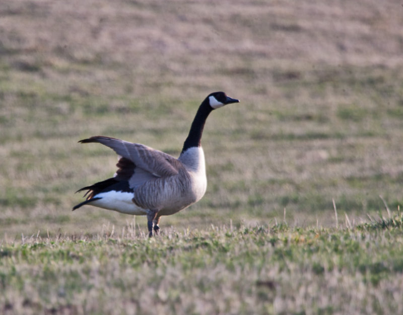 0226 A Canada goose.jpg