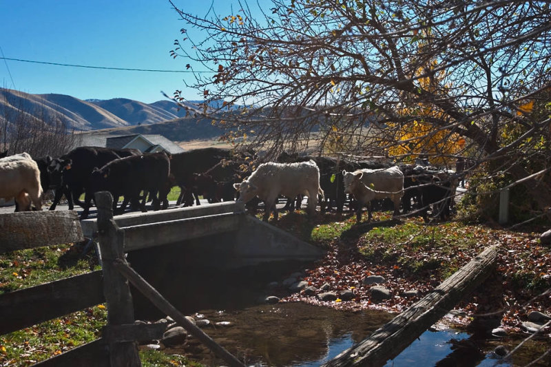 3104 Cattle drive.jpg